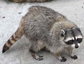 Cute Raccoon